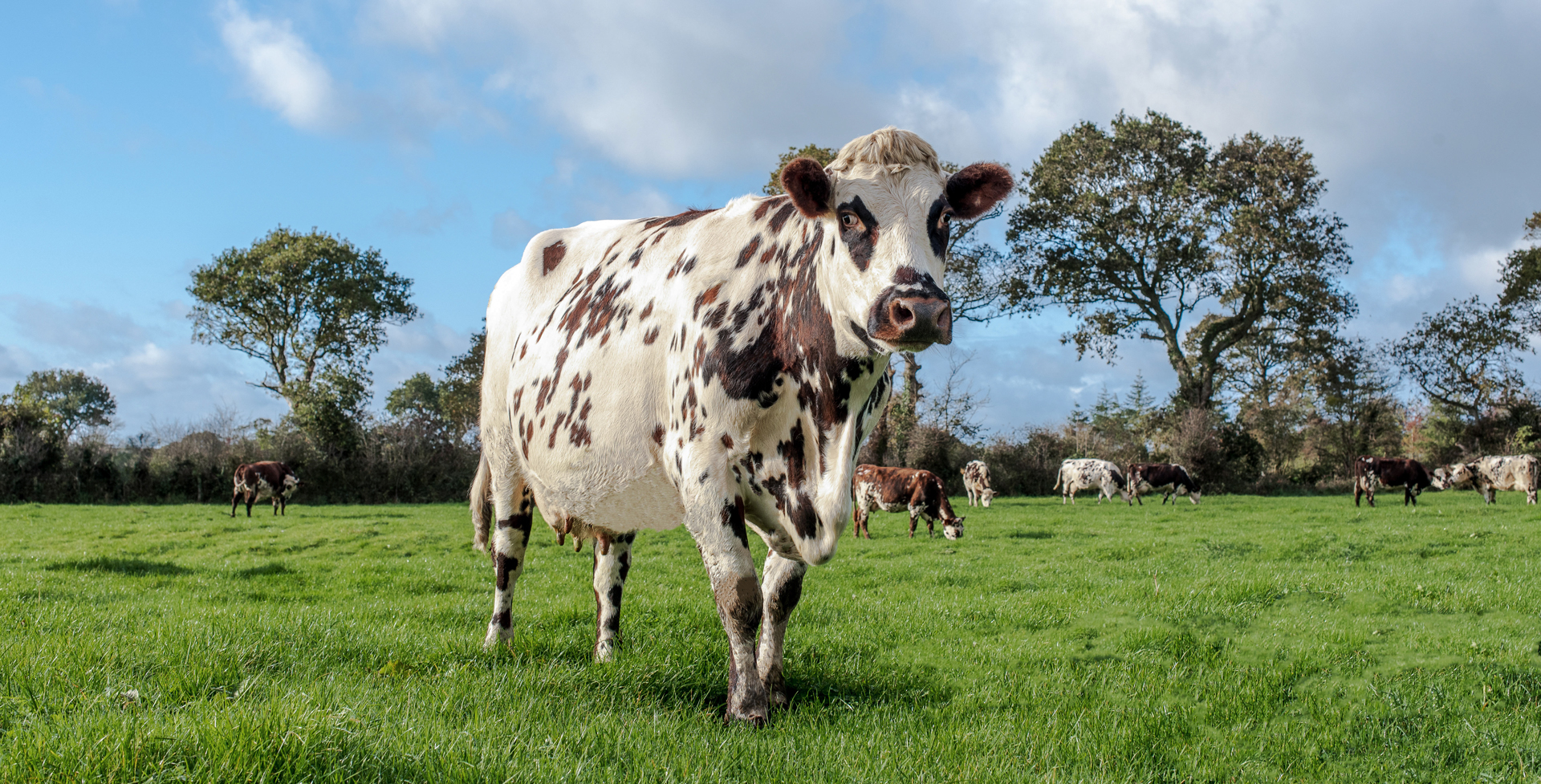 vache normande dans un champs