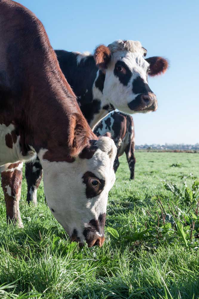 Vaches normandes qui pâturent dans un champ